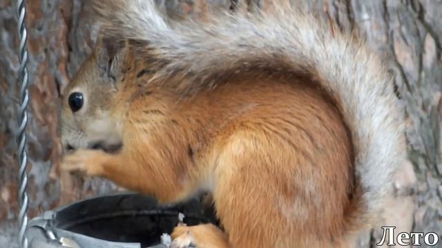 Как белка меняет шубку\How a squirrel changes a fur coat смотреть онлайн