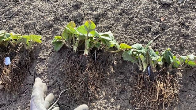 Клубника?//Купить саженцы клубники от производителя//Купить рассада ?Клубники