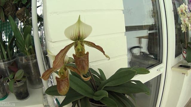 Первое цветение Paphiopedilum venustum x tranlienianum смотреть онлайн