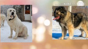 Кто сильней кавказская овчарка или алабай