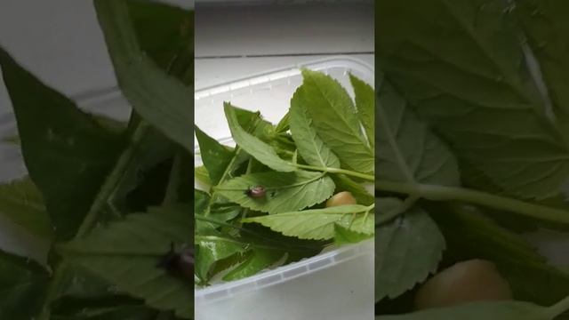 Уход за виноградной улиткой смотреть онлайн