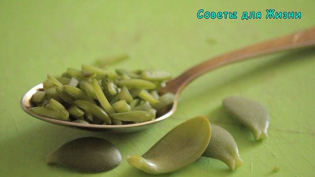 ✔ Многие Имеют Дома ДЕНЕЖНОЕ ДЕРЕВО, Даже не Догадываясь Какую Пользу Оно Несёт ? Вся ПОЛЬЗА и ВРЕД смотреть онлайн