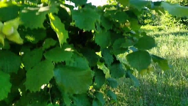 Фундук.Сад фундука.Урожайные сорта фундука.Украинская селекция.Супер загрузка орехами!!