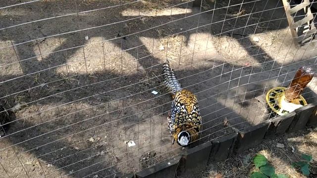 Ульяновский зоопарк. смотреть онлайн