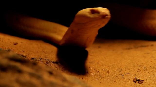 Life Along the River: Snakes, Bats, Crocodiles, Turtles, and Frogs смотреть онлайн