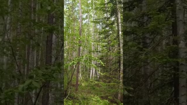 сбор черемши смотреть онлайн