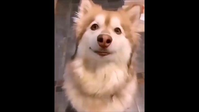 Собака внимательно слушает музыку, и балдеет под музыку. смотреть онлайн