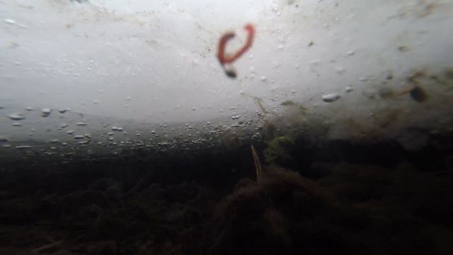 Как рыба видит мормышку с мотылём под водой , видео rybachil.ru смотреть онлайн