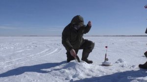 Эта жерлица притягивает судака?! | Зимняя ловля судака на жерлицы | Вячеславское водохранилище