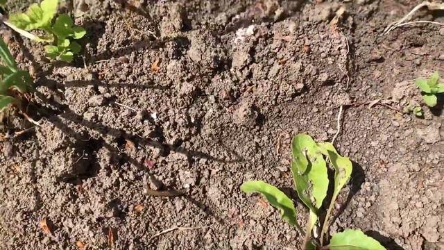 С Пасхой!!!Обзор участка в апреле. смотреть онлайн