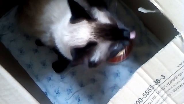 Смотреть всем кошка родила смотреть онлайн
