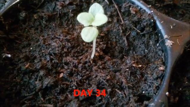Growing paulownia tomentosa from seed step by step part2 смотреть онлайн