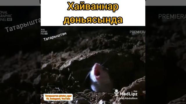 В мире животных #татарстан #юмор #озвучка #вмиреживотных смотреть онлайн
