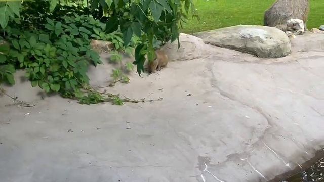 Малыши Капибары в Московском Зоопарке смотреть онлайн