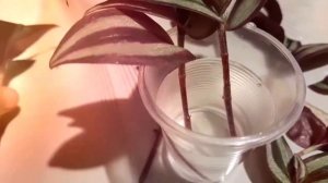 Традесканция ,,Зебрина"(размножение,укоринение )