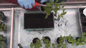 Черенкование и пересадка ампельной петунии Парпл Вельвет