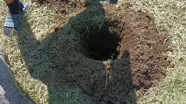 Посадка павловнии в курортном селе Глафировка. Номер телефона для заказов на аватарке. смотреть онлайн