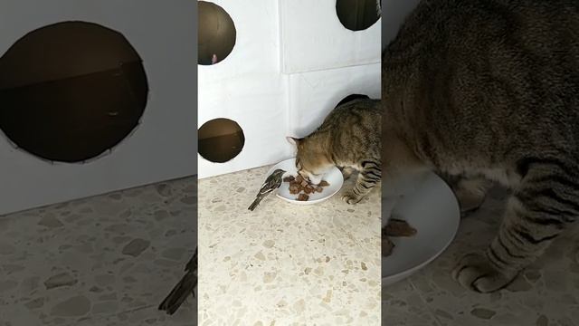 Что должен уметь каждый нормальный кот смотреть онлайн
