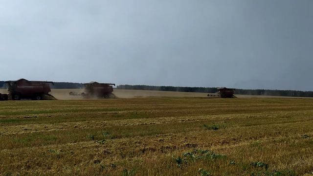комбайны убирают овес)) смотреть онлайн