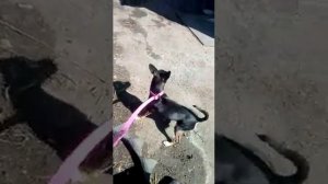 Той терьер лает на кошку