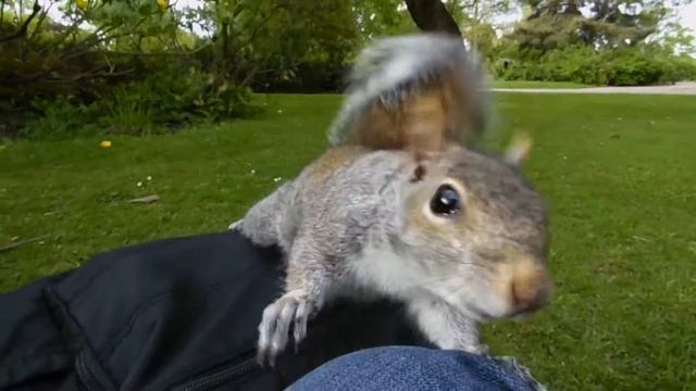Samsung WB2200F FullHD Video Squirrel 2 смотреть онлайн