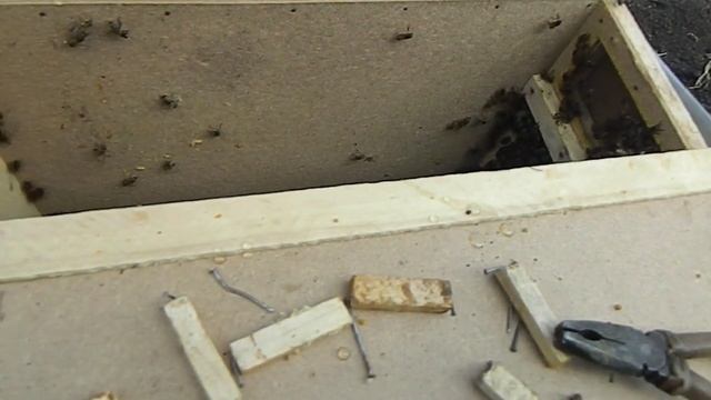 ГОРБАТЫЙ РАСПЛОД.mp4