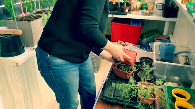 Ошибка #1 при выращивании пряных трав дома смотреть онлайн