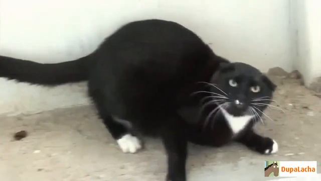 Смешные кошки :) Часть 29 смотреть онлайн