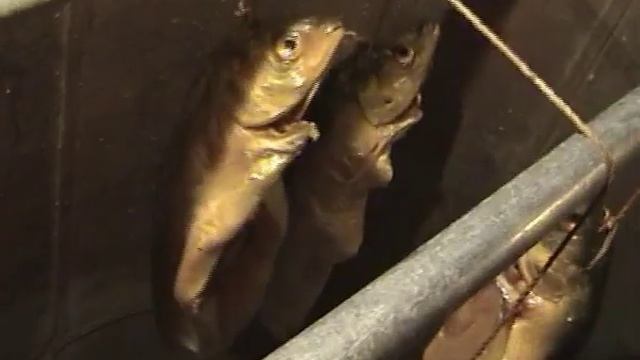 Заготовка омуля.mp4 смотреть онлайн