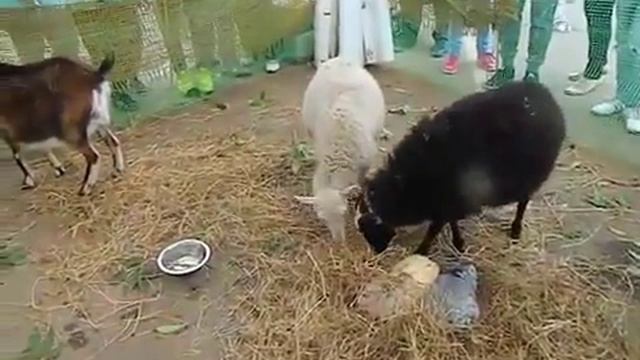 Детские развлечения в Москве 8(985)920-36-97 смотреть онлайн