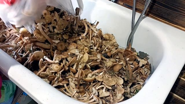 ВЗЯЛИ МАЧЕТО? ЭЛЕКТРОШОКЕР? ЗВЕРИ НЕ РАЗБЕЖАЛИСЬ ???️МЫ ЗАБЛУДИЛИСЬ?????? смотреть онлайн