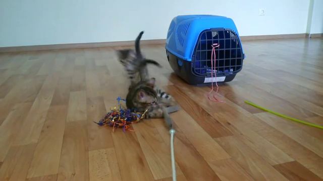 Бенгалы играют смотреть онлайн