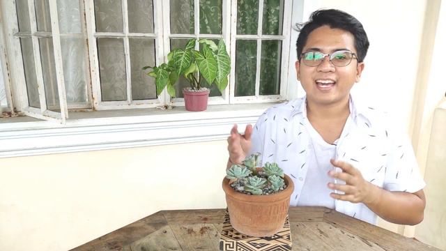 Graptoveria Lovely Rose 101 / Basic Care and Resilience 🌹🌹🌹 смотреть онлайн