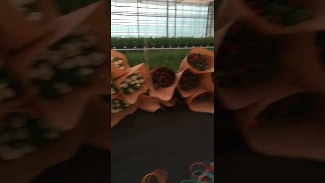 Срезка тюльпаны и как упаковать смотреть онлайн