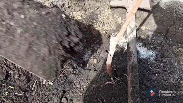 Влог:/ Посылка из Агро-маркета/ Розы. смотреть онлайн
