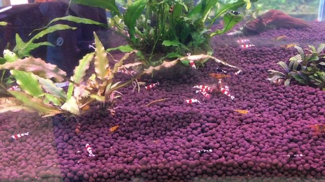 Road Trip Fish stores смотреть онлайн