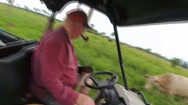 DJI OSMO ACTION cattle roping on Treasure Hammock Ranch смотреть онлайн