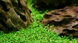 Марсилия.Аквариумное растение.