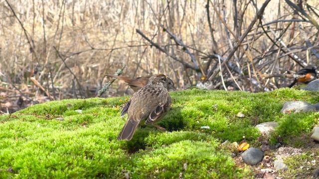 Cat TV Relax Your Cat ? 8 Hours ? Birds and Rabbits in the Woods ? Frog and Cricket Sounds(4K HDR) смотреть онлайн