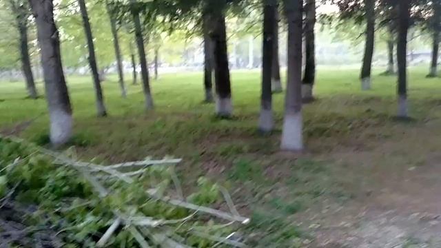 Деревья пилят в центре Нефтекамска