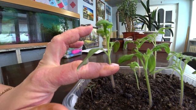 Когда пикировать рассаду томатов? смотреть онлайн