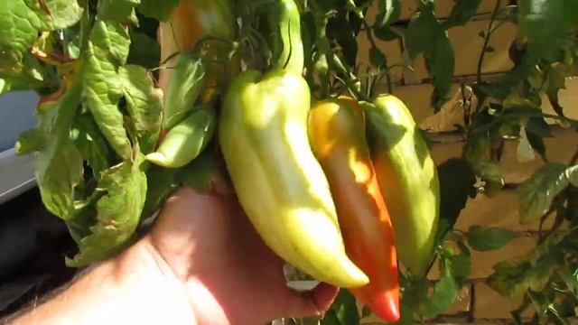 16.09.2020. Результат от последнего опрыскивания растений на даче Грибным Эликсиром! смотреть онлайн