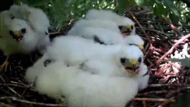 Гнездо ястреба-перепелятника №2 (ястребки подросли) смотреть онлайн