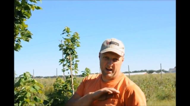 Growing October Glory Red Maple Trees смотреть онлайн