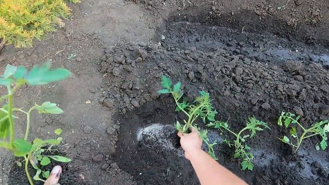 Посадка ПОМИДОР в открытый грунт!!! ? смотреть онлайн