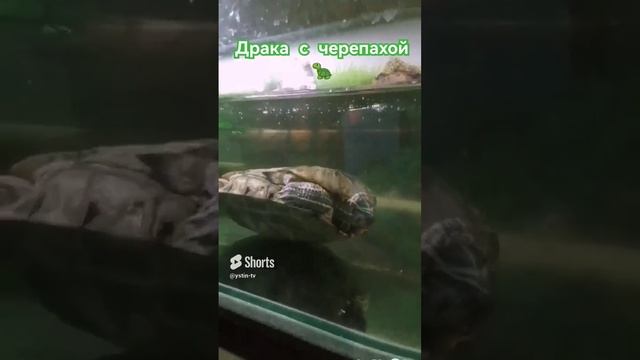 Устин дерётся с Красноухой черепахой. #shorts смотреть онлайн