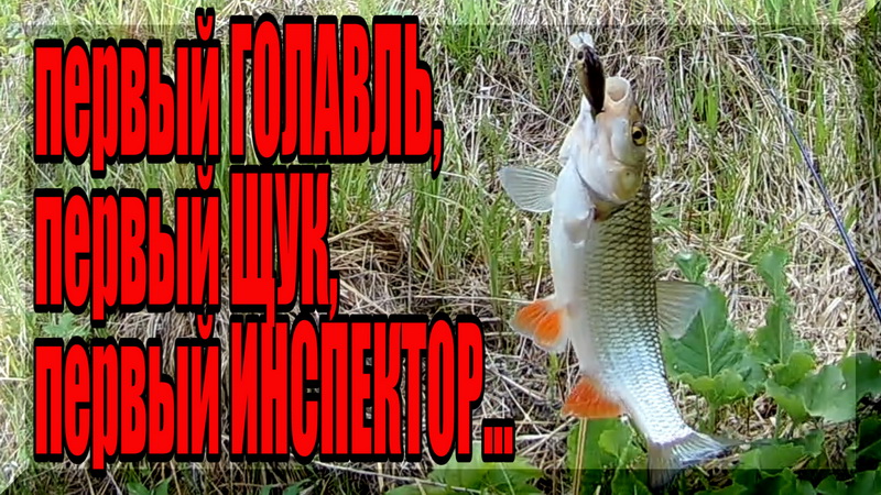 Ловля ГОЛАВЛЯ на СПИННИНГ. Рыбалка без прикрас, как она есть. Первый улов сезона 2020. смотреть онлайн