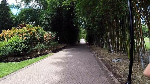 Брисбен - Австралия. Городской ботанический сад /Brisbane. City Botanic Gardens. Australia.