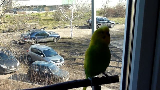 Пасха 2017//Передаем приветики//Волнистый попугай поет смотреть онлайн