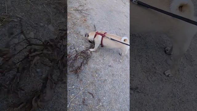 Собака таскает дрова. Смешные животные. Мимиметр зашкаливает Мимитр #булка #собака #мопс смотреть онлайн